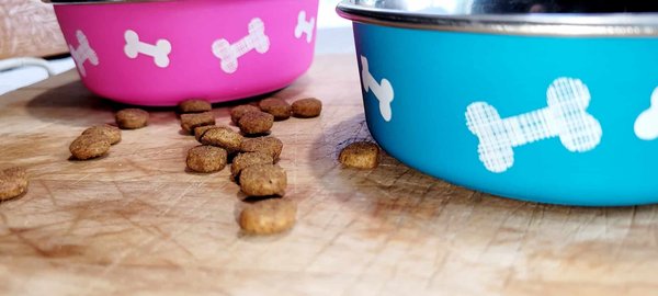 Croquettes chien sans céréales : le guide ultime